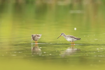 Charadrii. Wild nature of Czech. Free nature. Bird in the water. Wildlife photography. A beautiful picture of bird life.