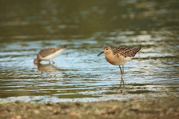 Charadrii. Wild nature of Czech. Free nature. Bird in the water. Wildlife photography. A beautiful picture of bird life.