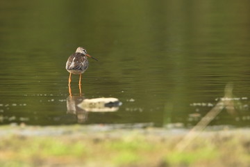 Charadrii. Wild nature of Czech. Free nature. Bird in the water. Wildlife photography. A beautiful picture of bird life.