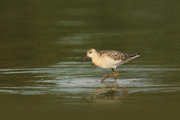 Charadrii. Wild nature of Czech. Free nature. Bird in the water. Wildlife photography. A beautiful picture of bird life.