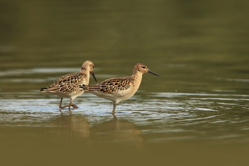 Charadrii. Wild nature of Czech. Free nature. Bird in the water. Wildlife photography. A beautiful picture of bird life.