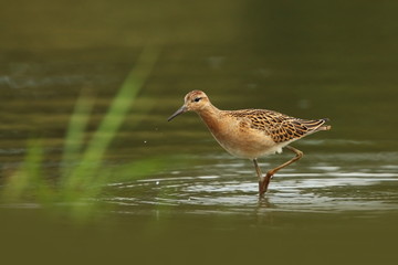 Charadrii. Wild nature of Czech. Free nature. Bird in the water. Wildlife photography. A beautiful picture of bird life.