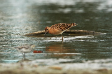 Charadrii. Wild nature of Czech. Free nature. Bird in the water. Wildlife photography. A beautiful picture of bird life.