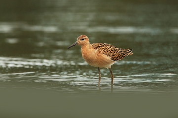 Charadrii. Wild nature of Czech. Free nature. Bird in the water. Wildlife photography. A beautiful picture of bird life.