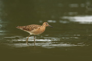 Charadrii. Wild nature of Czech. Free nature. Bird in the water. Wildlife photography. A beautiful picture of bird life.