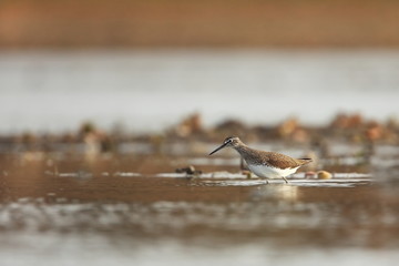 Charadrii. Wild nature of Czech. Free nature. Bird in the water. Wildlife photography. A beautiful picture of bird life.