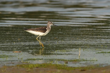 Charadrii. Wild nature of Czech. Free nature. Bird in the water. Wildlife photography. A beautiful picture of bird life.