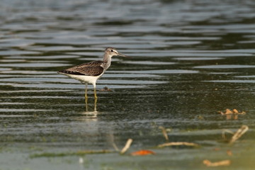 Charadrii. Wild nature of Czech. Free nature. Bird in the water. Wildlife photography. A beautiful picture of bird life.