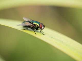 Schmeißfliege