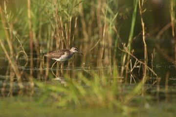 Charadrii. Wild nature of Czech. Free nature. Bird in the water. Wildlife photography. A beautiful picture of bird life.