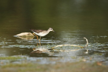 Charadrii. Wild nature of Czech. Free nature. Bird in the water. Wildlife photography. A beautiful picture of bird life.