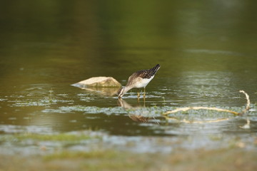 Charadrii. Wild nature of Czech. Free nature. Bird in the water. Wildlife photography. A beautiful picture of bird life.