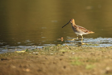 Charadrii. Wild nature of Czech. Free nature. Bird in the water. Wildlife photography. A beautiful picture of bird life.