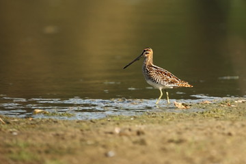 Charadrii. Wild nature of Czech. Free nature. Bird in the water. Wildlife photography. A beautiful picture of bird life.