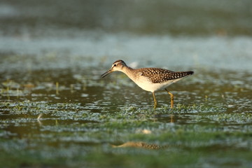 Charadrii. Wild nature of Czech. Free nature. Bird in the water. Wildlife photography. A beautiful picture of bird life.