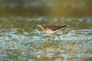 Charadrii. Wild nature of Czech. Free nature. Bird in the water. Wildlife photography. A beautiful picture of bird life.
