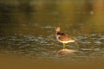 Charadrii. Wild nature of Czech. Free nature. Bird in the water. Wildlife photography. A beautiful picture of bird life.