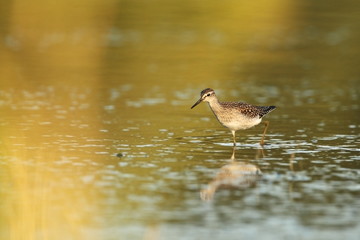 Charadrii. Wild nature of Czech. Free nature. Bird in the water. Wildlife photography. A beautiful picture of bird life.