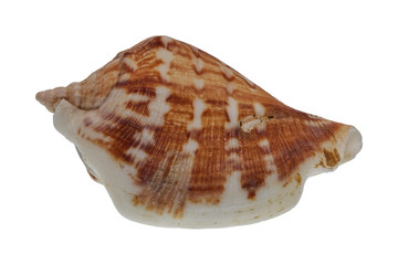 Sea shell on a white background