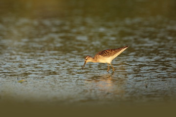 Charadrii. Wild nature of Czech. Free nature. Bird in the water. Wildlife photography. A beautiful picture of bird life.