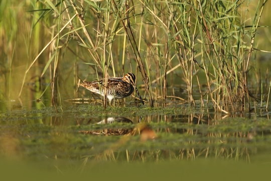Charadrii. Wild nature of Czech. Free nature. Bird in the water. Wildlife photography. A beautiful picture of bird life.