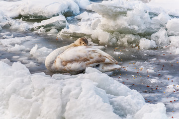 Naklejka premium injured swan in a frozen river