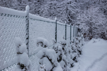 Świeżo ośnieżone ogrodzenie  © piszczke
