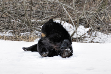 Black Bear Somersaults VIII