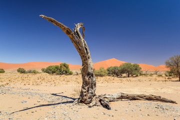 Dead tree in Sossusvlei near Sesriem in famous Namib Desert in Namibia, Africa. Beautiful red sand dunes, amongst the highest in the world, in the background.