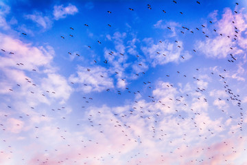 Blue sky, clouds and flock of birds