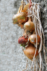fresh onions hanging stock photo