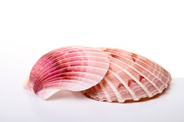 image of a seashells