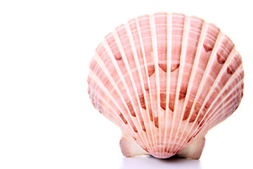  stock image of a seashells stock photo