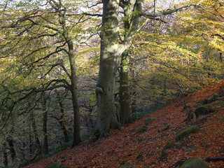 Fototapeta premium beech forest on a steep slope with dappled sunlight falling on ancient trees and leaves on the hillside woodland floor with scattered rocks