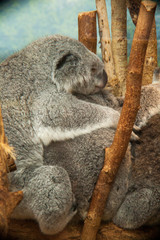 Maman Koala et sa famille