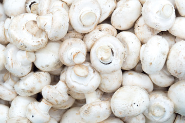 mushrooms champignons in boxes