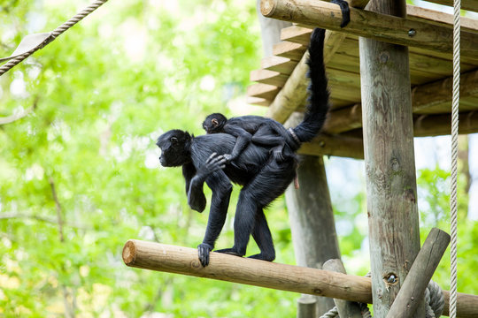Maman gibon fait du portage avec son b&eacute;b&eacute;