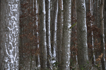 Obraz premium winterforrest and snow