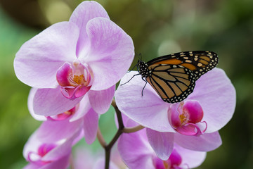 Butterfly on pink orchid