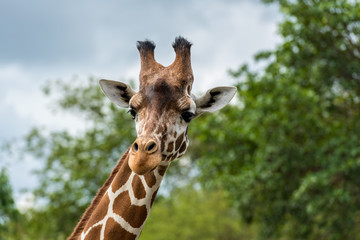Reticulated Giraffe (Giraffa camelopardalis reticulata), Kenya