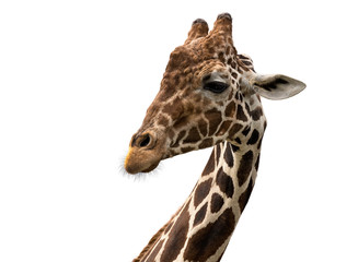 Reticulated giraffe portrait (Giraffa camelopardalis reticulata)