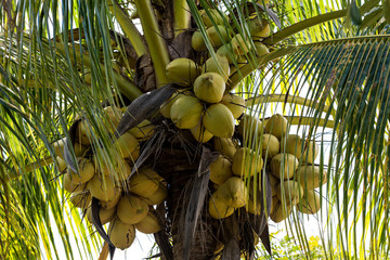 Fototapeta premium Coconuts are growing on a coconut palm