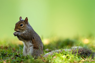 Eastern gray squirrel (Sciurus carolinensis)