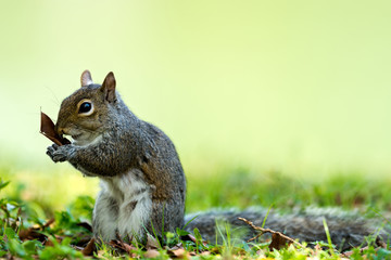 Eastern gray squirrel (Sciurus carolinensis)