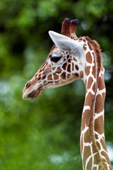Fototapeta na wymiar Reticulated Giraffe (Giraffa camelopardalis reticulata), Kenya