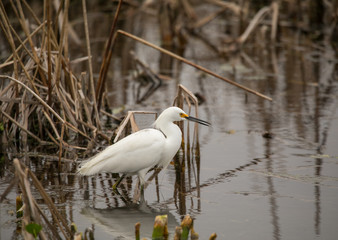 snowy egret wading through the wetlands in the fall