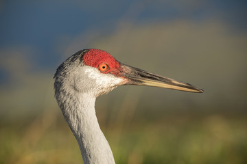 sand hill crane closeup at sunset