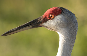sand hill crane closeup profile headshot