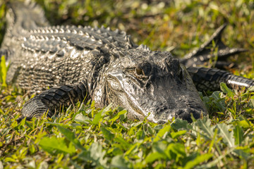 large american alligator watching you from the banks of the florida everglades