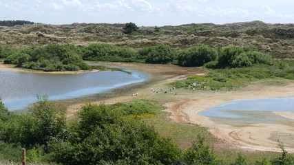 Panorama di polder olandese